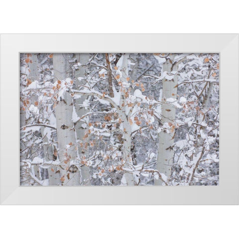 Winter Aspens Closeup White Modern Wood Framed Art Print by Majchrowicz, Alan