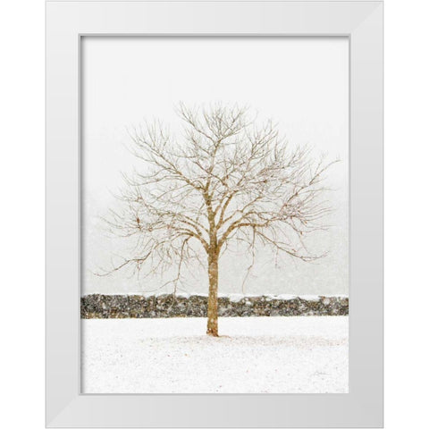 By the Stone Wall White Modern Wood Framed Art Print by Aledanda