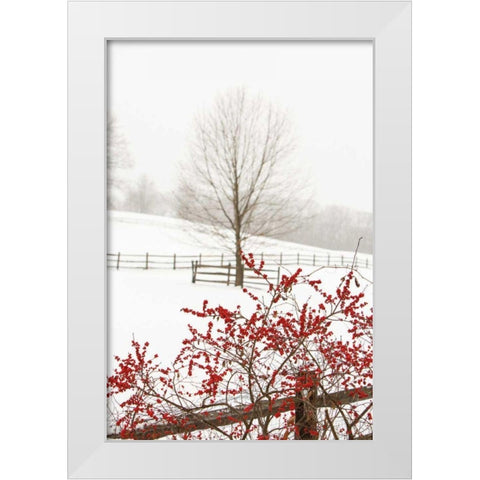 Red on White White Modern Wood Framed Art Print by Aledanda