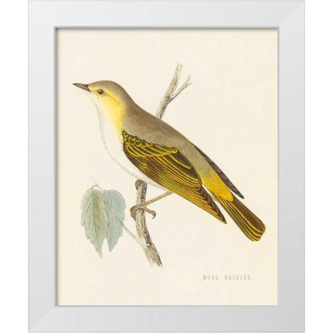 Engraved Birds III White Modern Wood Framed Art Print by Wild Apple Portfolio