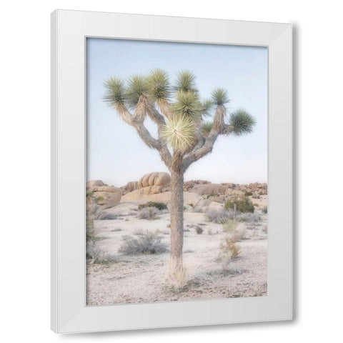 Joshua Tree National Park II White Modern Wood Framed Art Print by Majchrowicz, Alan