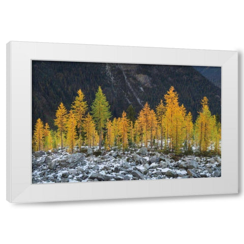 Alpine Larches North Cascades White Modern Wood Framed Art Print by Majchrowicz, Alan