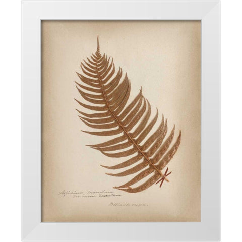 Ferns in Book V Burgundy White Modern Wood Framed Art Print by Wild Apple Portfolio