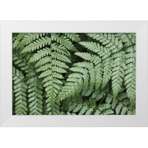 Lady Ferns II Color White Modern Wood Framed Art Print by Majchrowicz, Alan