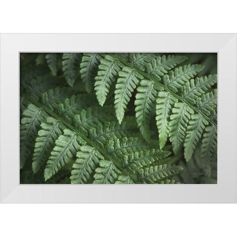 Lady Ferns III Color White Modern Wood Framed Art Print by Majchrowicz, Alan