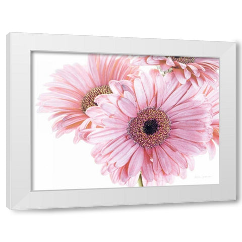 Pastel Gerbera Daisies White Modern Wood Framed Art Print by Catterall, Elise
