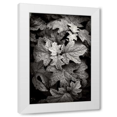Hydrangea Leaves in Black and White White Modern Wood Framed Art Print by Van Swearingen, Debra