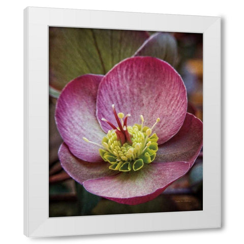 Lenton Rose IV White Modern Wood Framed Art Print by Van Swearingen, Debra