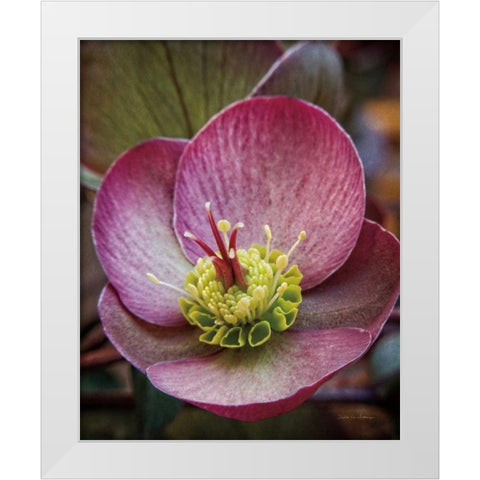 Lenton Rose IV White Modern Wood Framed Art Print by Van Swearingen, Debra