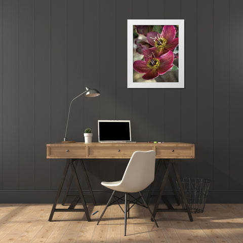 Lenton Rose V White Modern Wood Framed Art Print by Van Swearingen, Debra