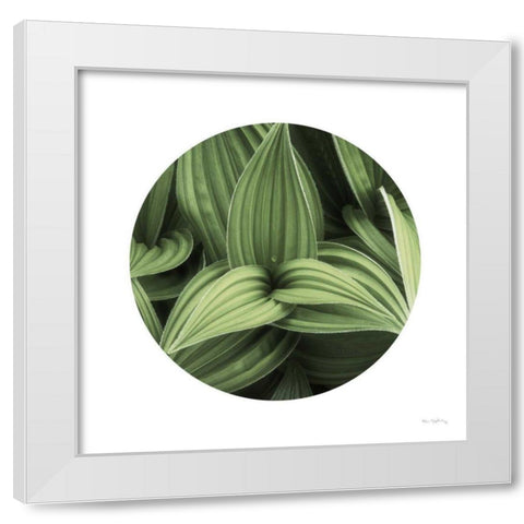 Corn Lily Circle I White Modern Wood Framed Art Print by Majchrowicz, Alan
