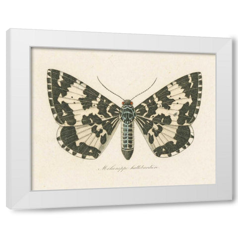 Natures Butterfly II White Modern Wood Framed Art Print by Wild Apple Portfolio