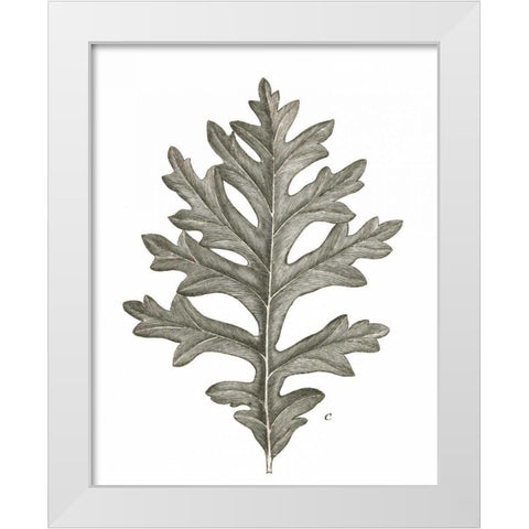 Histoire Naturelle Leaves II White Modern Wood Framed Art Print by Wild Apple Portfolio