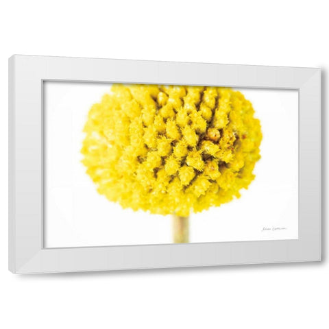 Craspedia IV White Modern Wood Framed Art Print by Catterall, Elise