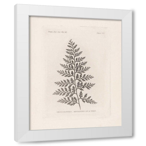 Fern Engraving White Modern Wood Framed Art Print by Wild Apple Portfolio