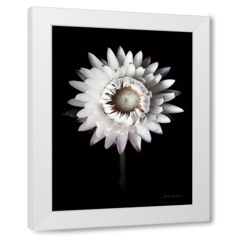 Dramatic Dahlia White Modern Wood Framed Art Print by Catterall, Elise