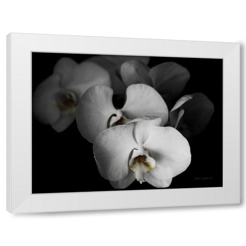 White Orchid I White Modern Wood Framed Art Print by Catterall, Elise