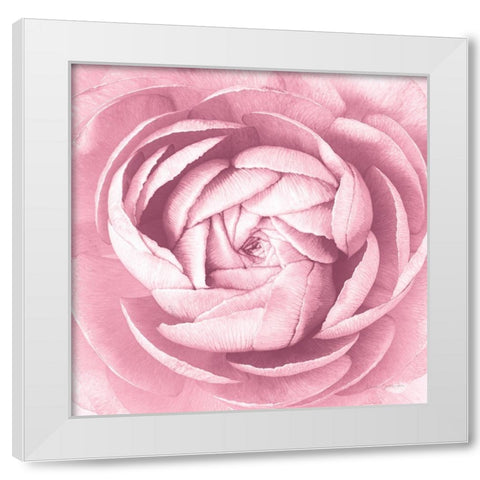 Pale Pink Ranunculus Crop White Modern Wood Framed Art Print by Catterall, Elise