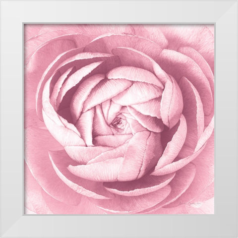Pale Pink Ranunculus Crop White Modern Wood Framed Art Print by Catterall, Elise