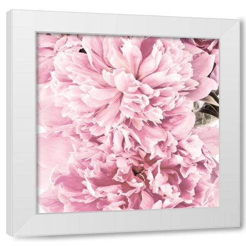 Pale Pink Peony Cluster White Modern Wood Framed Art Print by Catterall, Elise