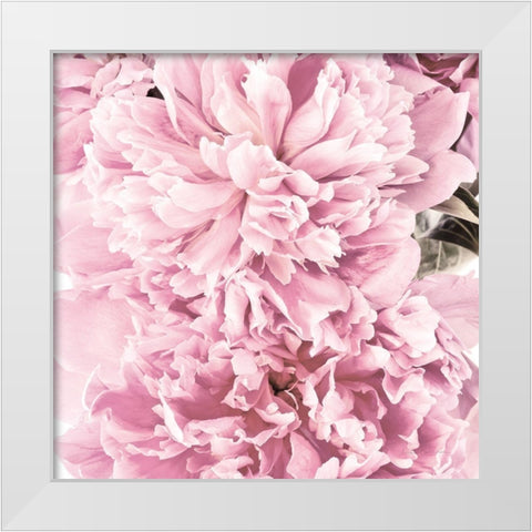 Pale Pink Peony Cluster White Modern Wood Framed Art Print by Catterall, Elise