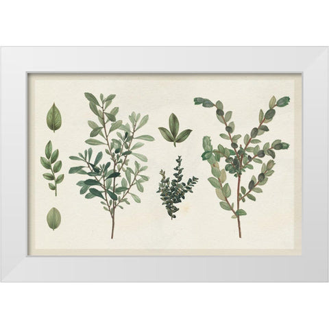Victorian Garden Chart I White Modern Wood Framed Art Print by Wild Apple Portfolio