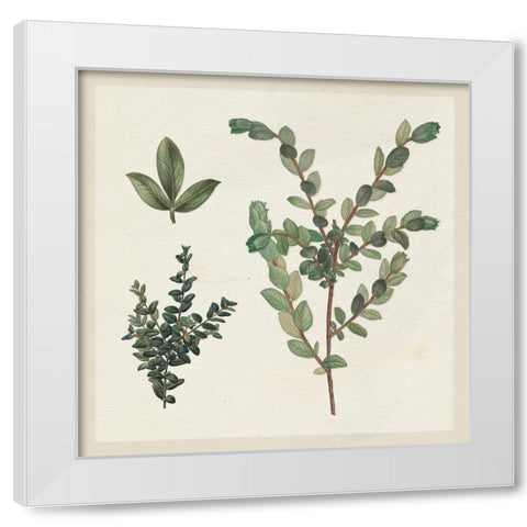 Victorian Garden Chart II White Modern Wood Framed Art Print by Wild Apple Portfolio