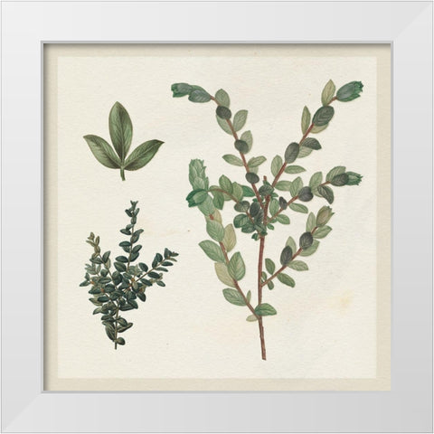 Victorian Garden Chart II White Modern Wood Framed Art Print by Wild Apple Portfolio