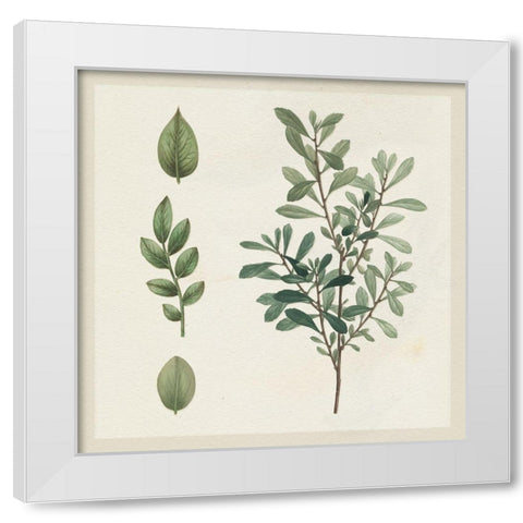 Victorian Garden Chart III White Modern Wood Framed Art Print by Wild Apple Portfolio