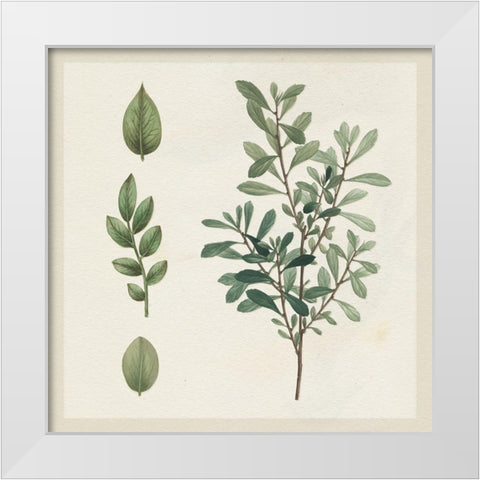 Victorian Garden Chart III White Modern Wood Framed Art Print by Wild Apple Portfolio