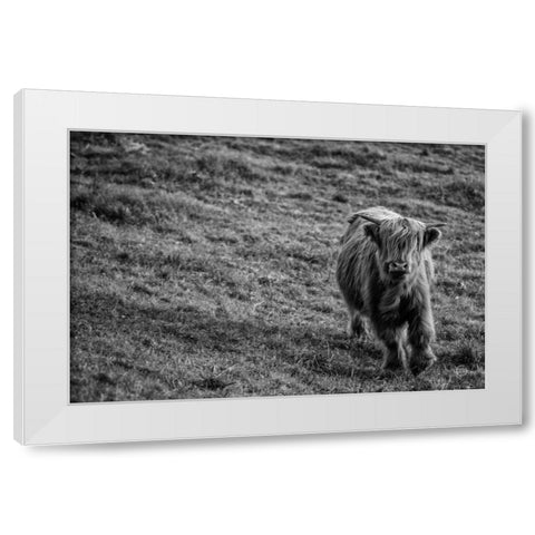 Highland Cow Calf in the Wind White Modern Wood Framed Art Print by Larson, Nathan