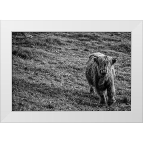 Highland Cow Calf in the Wind White Modern Wood Framed Art Print by Larson, Nathan
