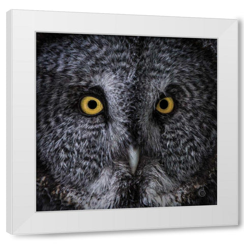Great Grey Owl White Modern Wood Framed Art Print by Larson, Nathan