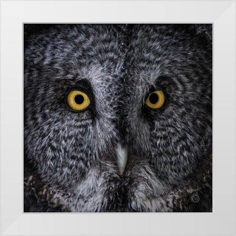 Great Grey Owl White Modern Wood Framed Art Print by Larson, Nathan