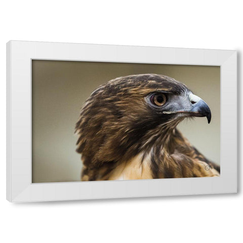 Red Tailed Hawk Profile White Modern Wood Framed Art Print by Larson, Nathan