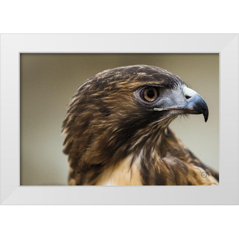 Red Tailed Hawk Profile White Modern Wood Framed Art Print by Larson, Nathan