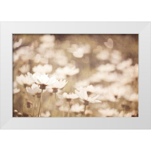 Daisies I Neutral White Modern Wood Framed Art Print by Urquhart, Elizabeth