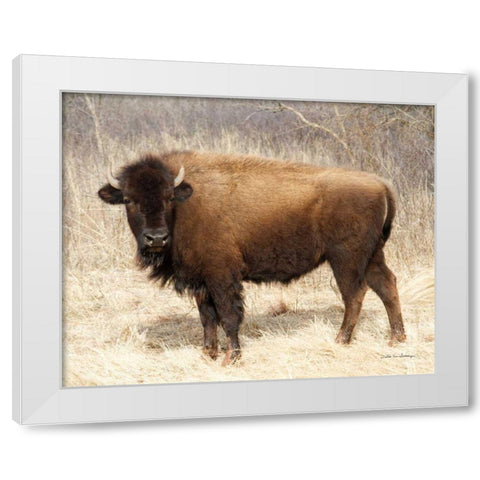 American Bison I White Modern Wood Framed Art Print by Van Swearingen, Debra