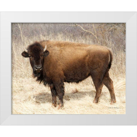 American Bison I White Modern Wood Framed Art Print by Van Swearingen, Debra
