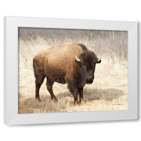 American Bison II White Modern Wood Framed Art Print by Van Swearingen, Debra