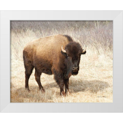 American Bison II White Modern Wood Framed Art Print by Van Swearingen, Debra