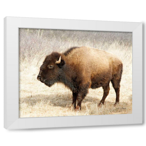 American Bison III White Modern Wood Framed Art Print by Van Swearingen, Debra