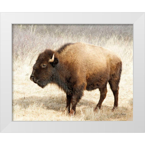 American Bison III White Modern Wood Framed Art Print by Van Swearingen, Debra