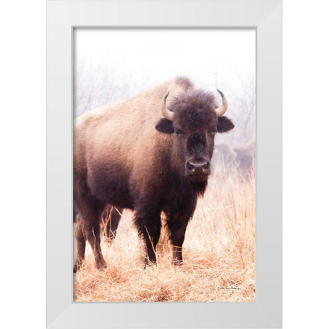 American Bison V White Modern Wood Framed Art Print by Van Swearingen, Debra