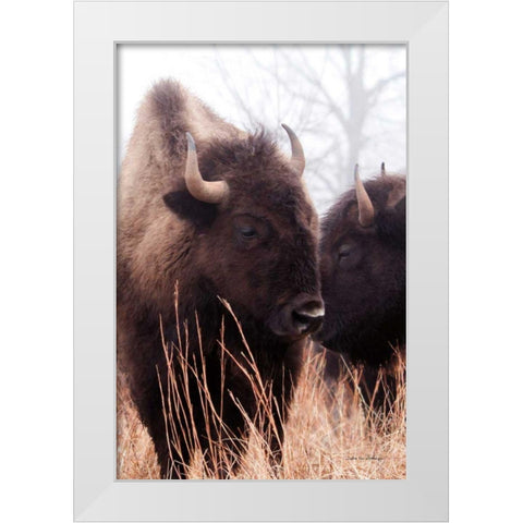 American Bison VI White Modern Wood Framed Art Print by Van Swearingen, Debra
