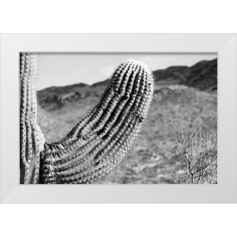 Saguaro White Modern Wood Framed Art Print by Larson, Nathan
