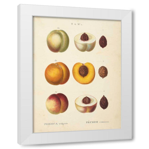 Peaches I White Modern Wood Framed Art Print by Wild Apple Portfolio