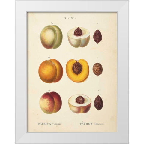 Peaches I White Modern Wood Framed Art Print by Wild Apple Portfolio