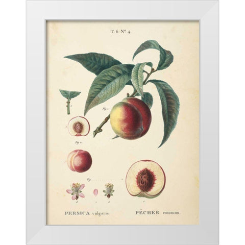 Peaches II White Modern Wood Framed Art Print by Wild Apple Portfolio