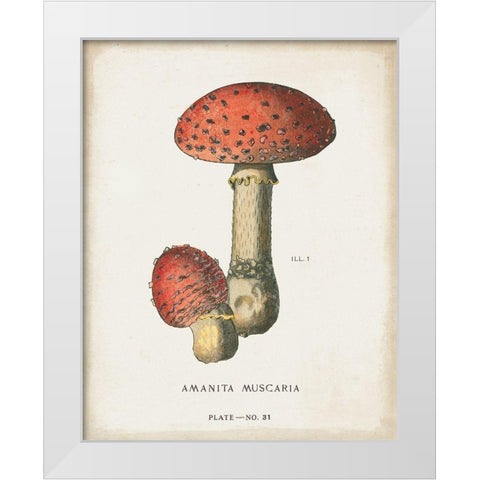 Mushroom Study I White Modern Wood Framed Art Print by Wild Apple Portfolio